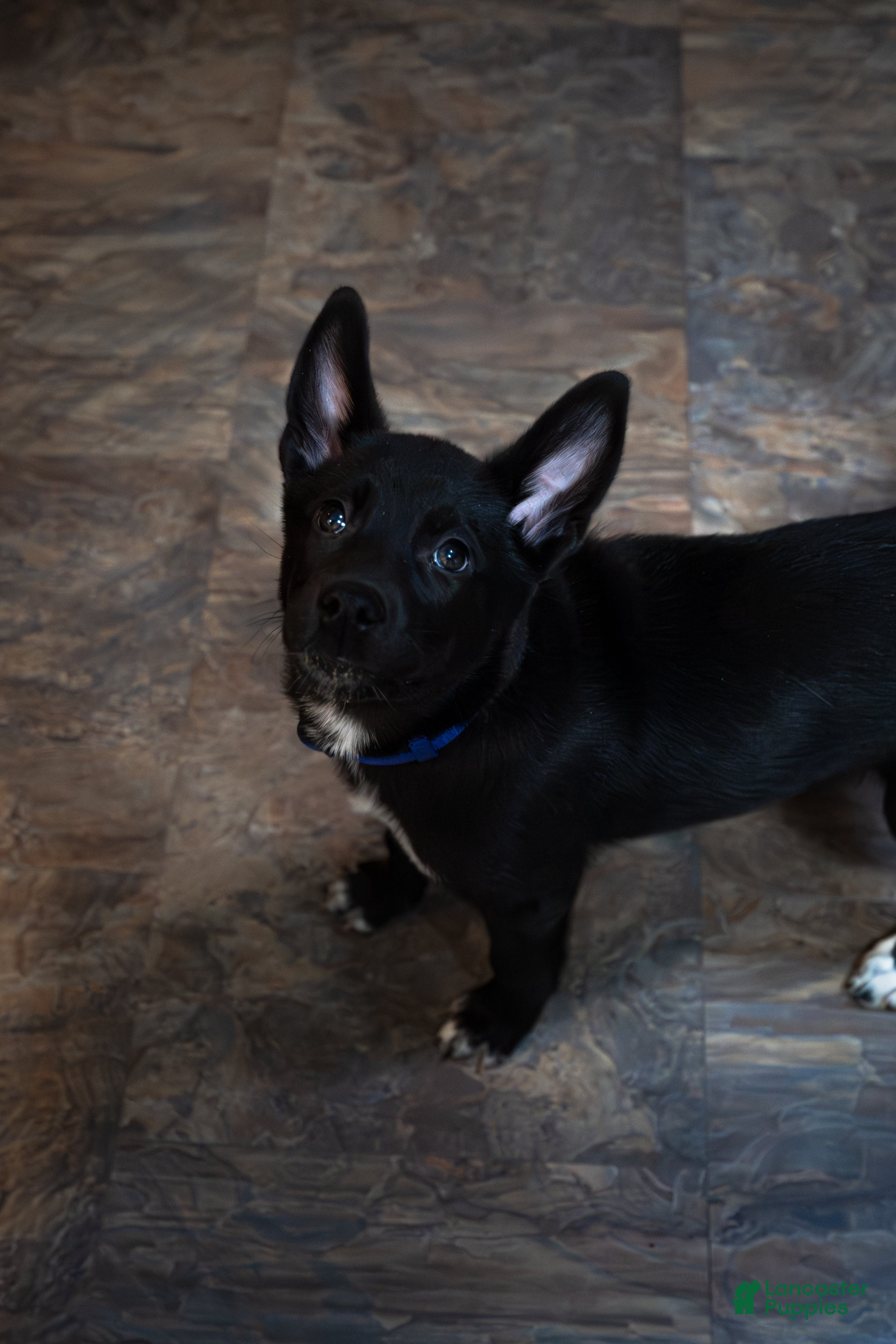 Mixed Breed dogs Ari - Ad 2