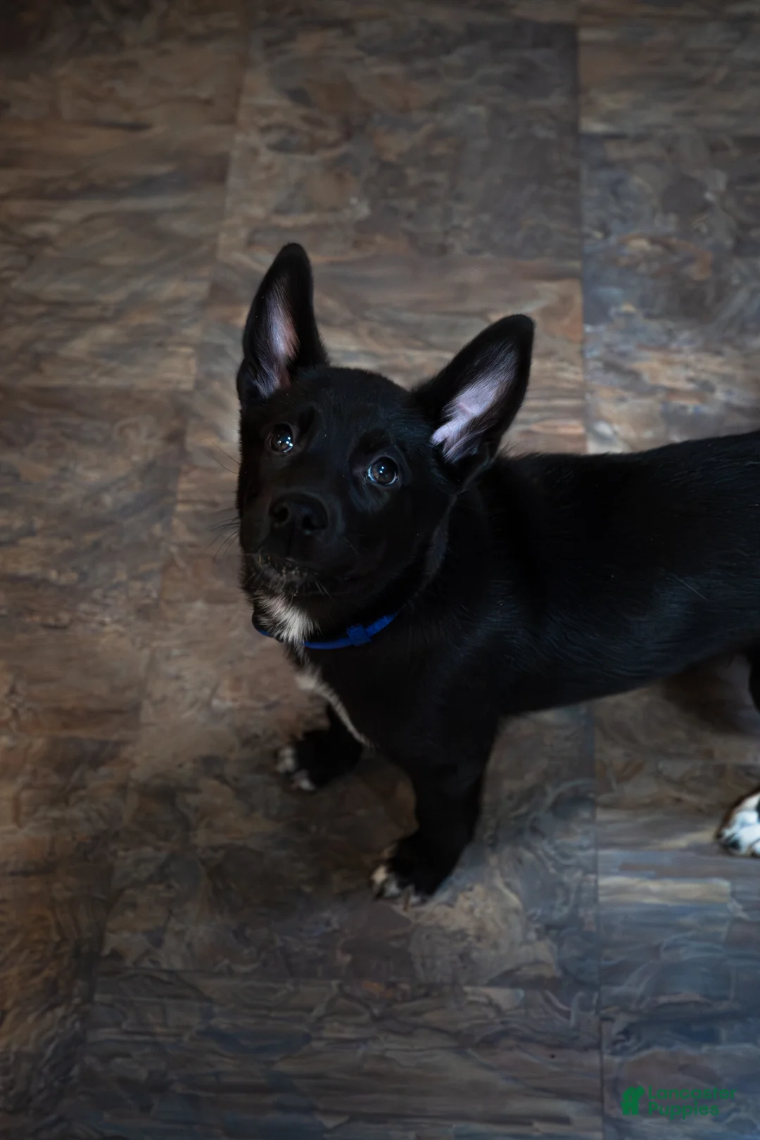 Mixed Breed dogs for sale: Ari - Ad 2