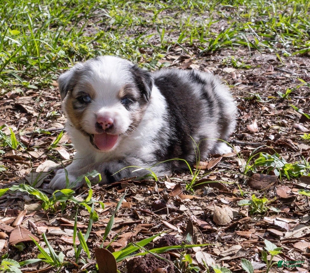 Miniature Australian Shepherd dogs Boy 2 - Ad 1