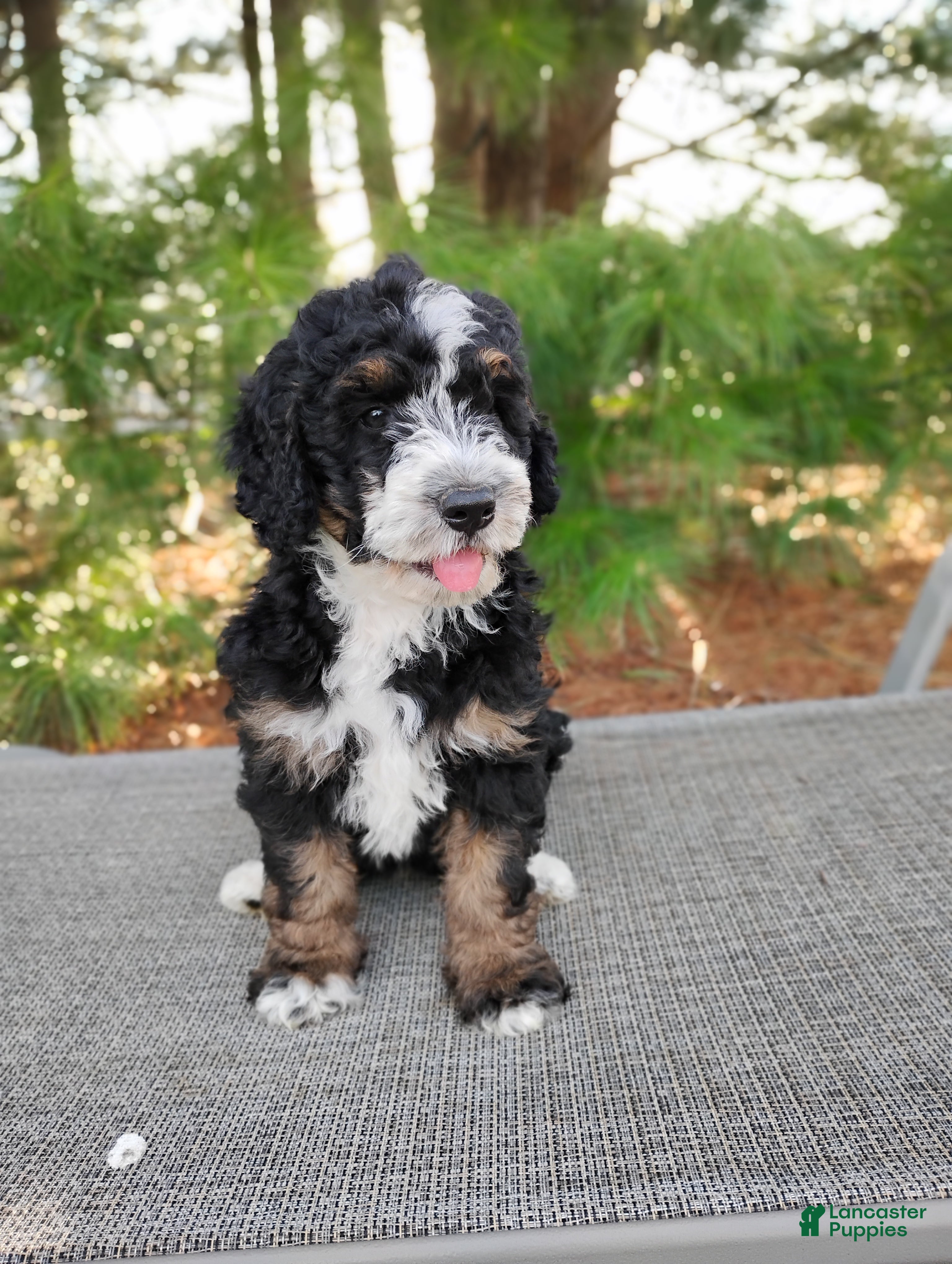 Mini Bernedoodle dogs Elliot  - Ad 1