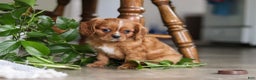 Cavalier King Charles Spaniel dogs for sale: Riley - Ad 10