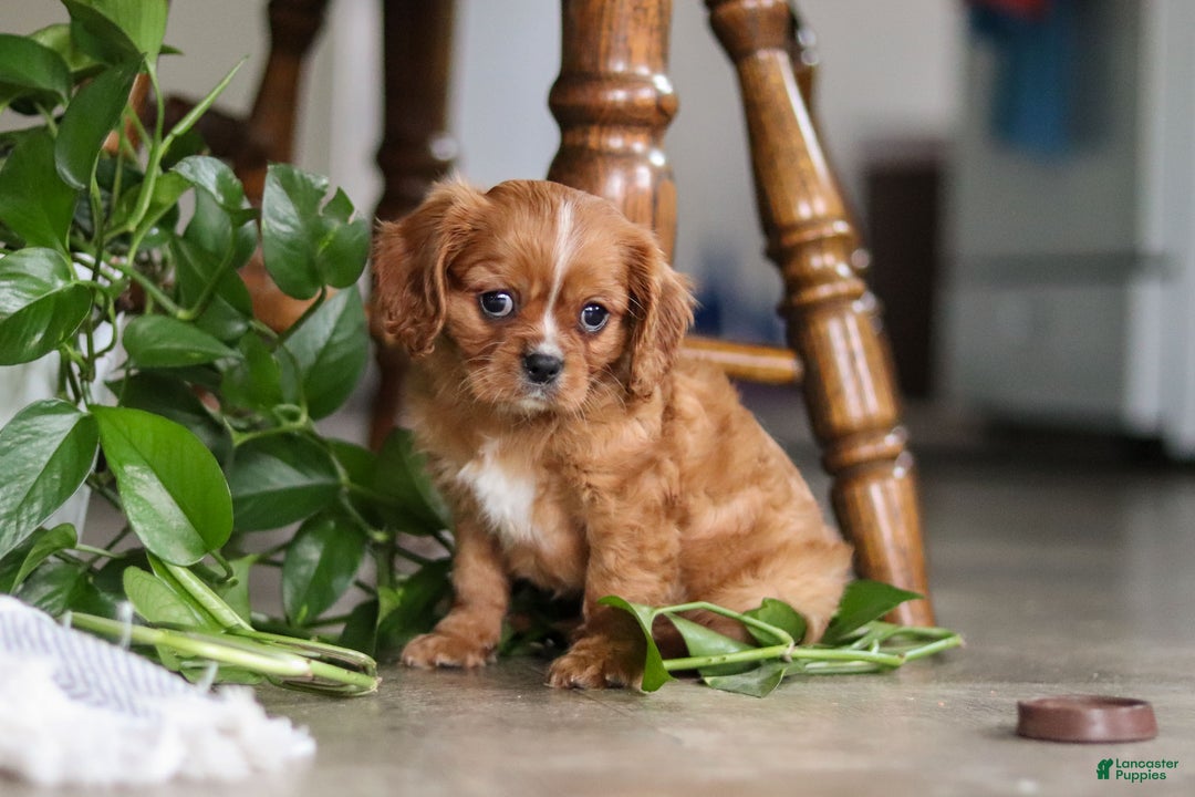 Cavalier King Charles Spaniel dogs for sale: Riley - Ad 10