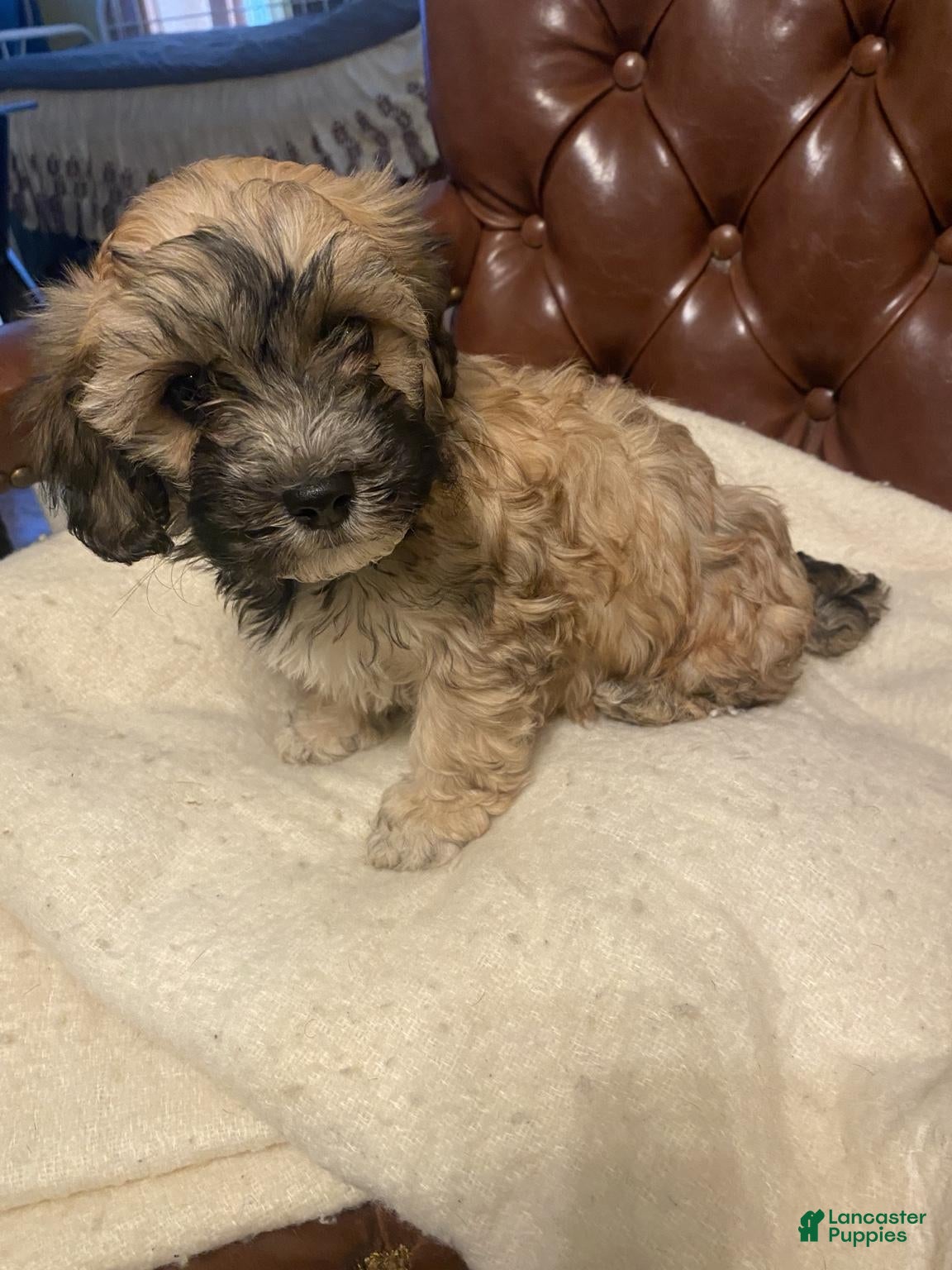 Mixed Breed dogs Charlie - Ad 2