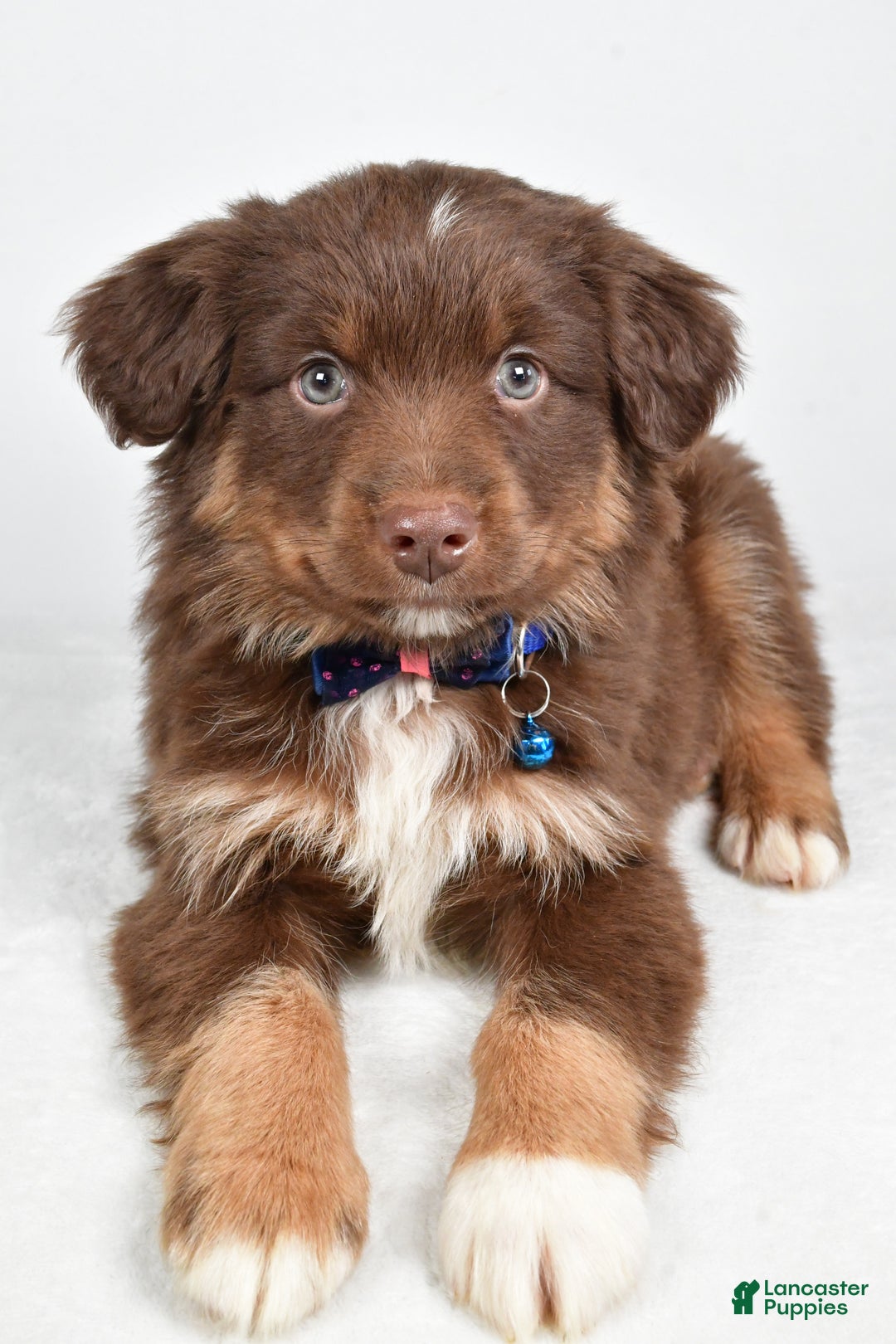 Miniature Australian Shepherd dogs for sale: Romeo - Ad 2