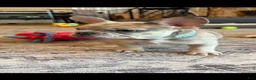 French Bulldog dogs for sale: Breeze - Ad 5