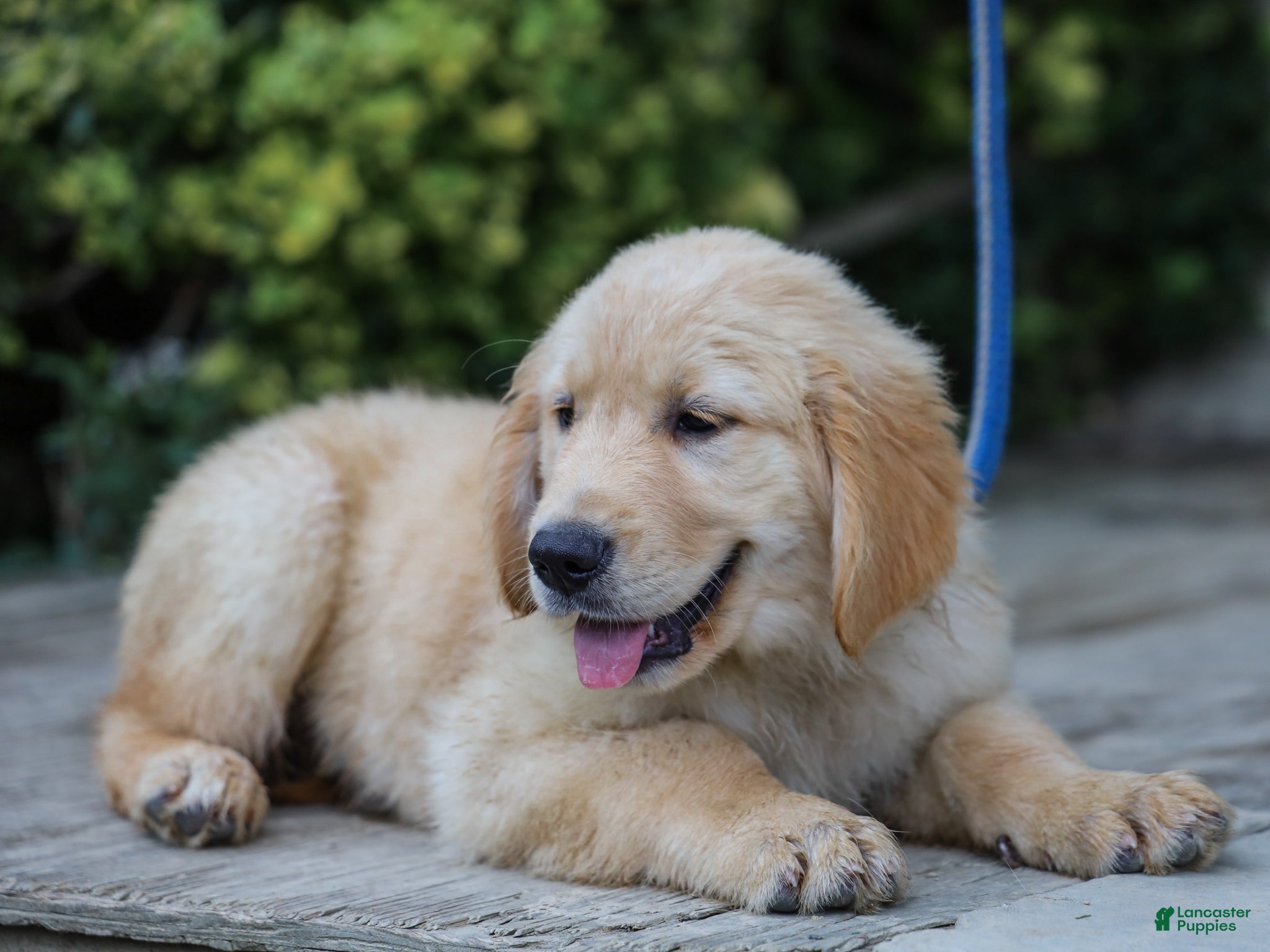 Golden Retriever dogs Atlee ACA Golden Retriever Pup - Ad 1