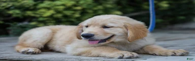 Atlee ACA Golden Retriever Pup