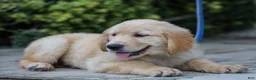 Golden Retriever dogs for sale: Atlee ACA Golden Retriever Pup - Ad 1