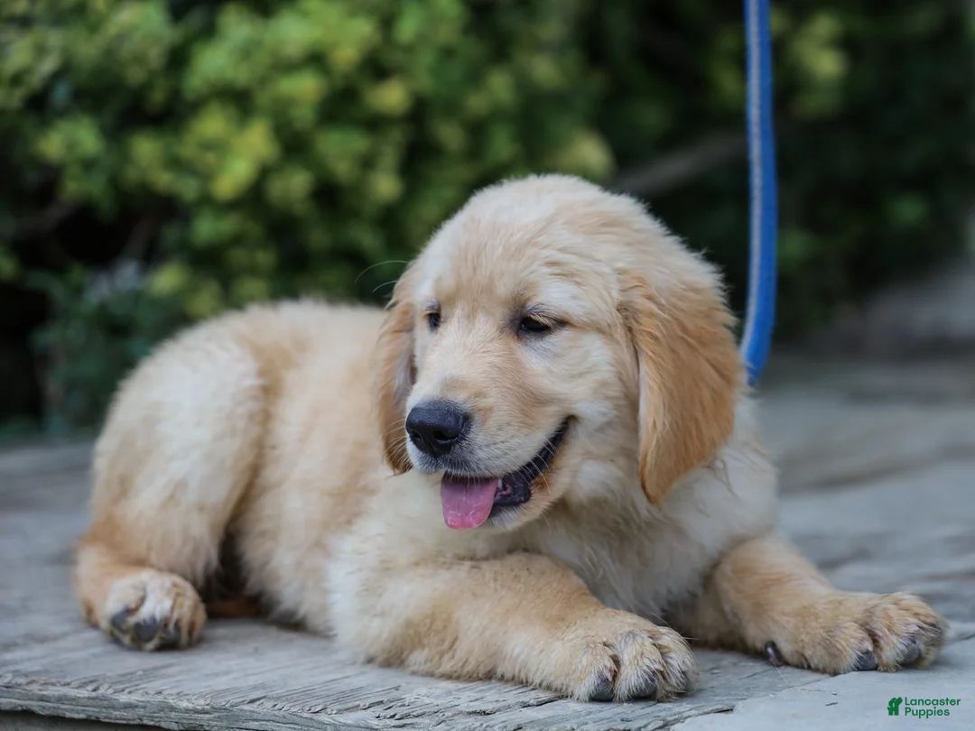 Golden Retriever dogs for sale: Atlee ACA Golden Retriever Pup - Ad 1