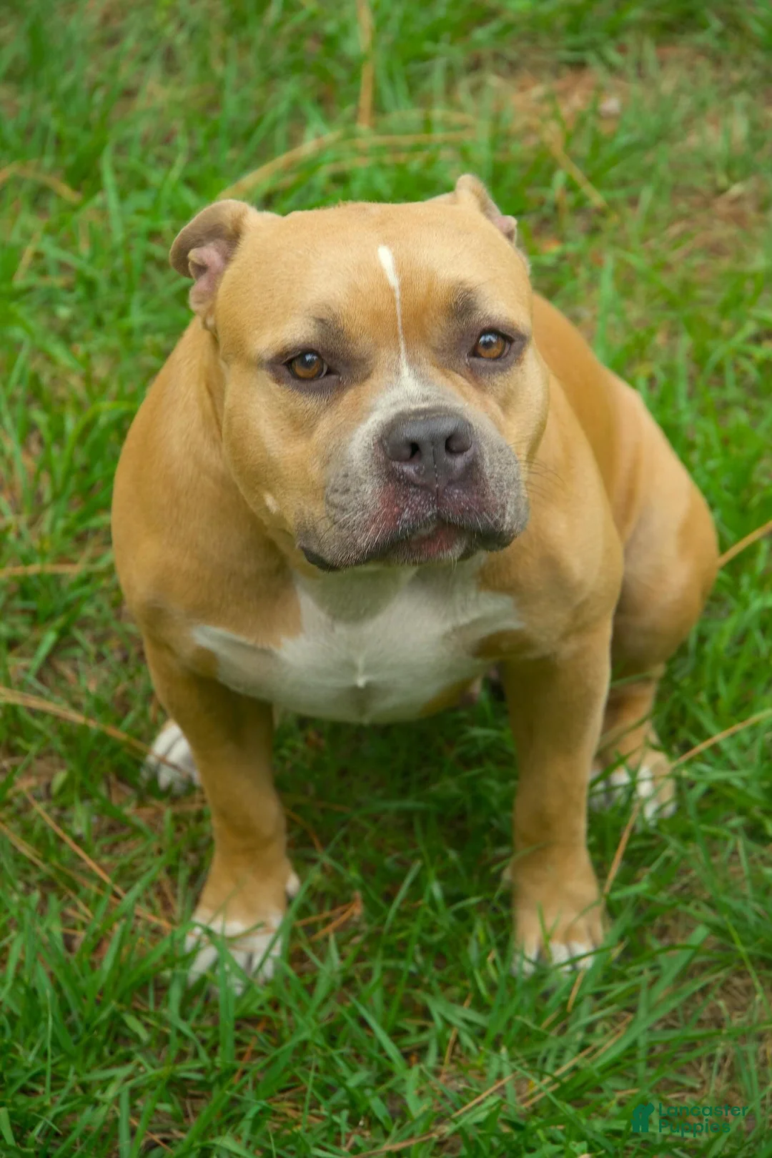 Gallery Image {{count}}