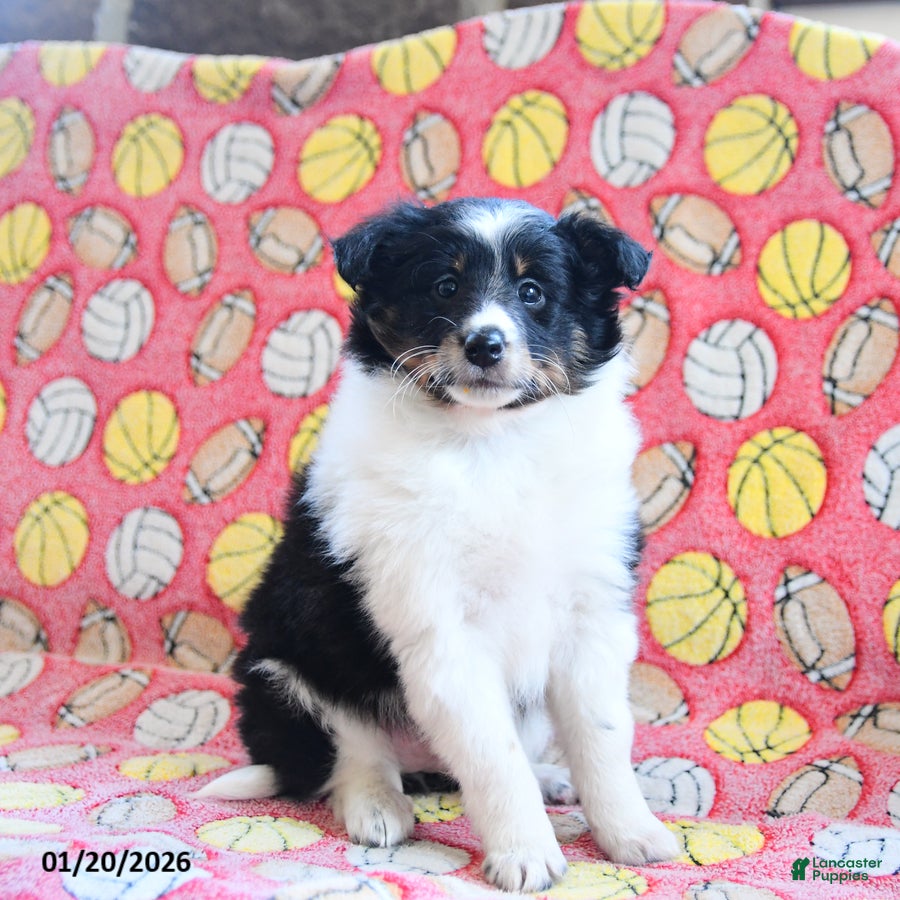 Shetland Sheepdog dogs Dream  - Ad 7