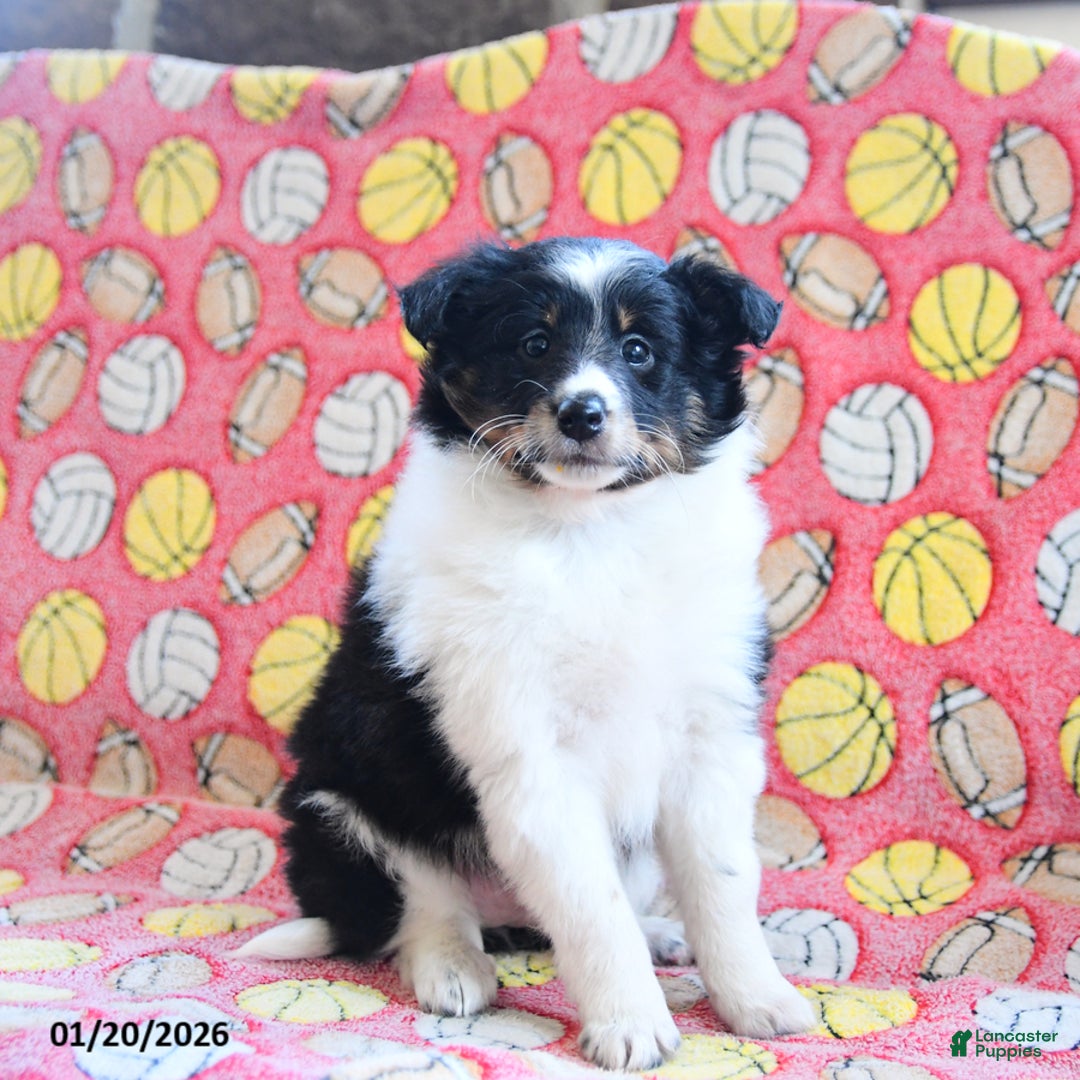 Shetland Sheepdog dogs for sale: Dream  - Ad 1