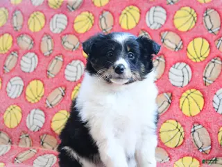 Shetland Sheepdog dogs Dream - Ad 6