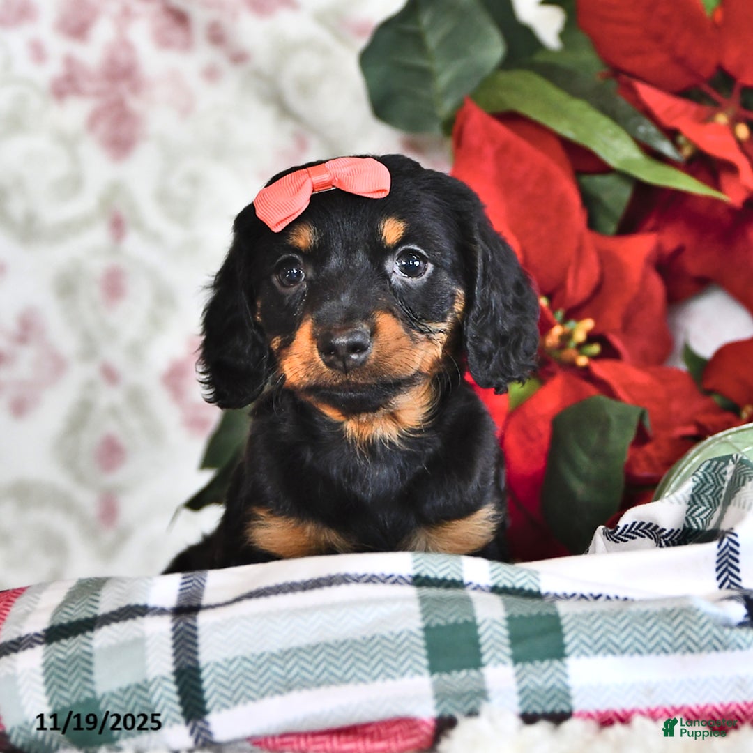 Miniature Dachshund dogs for sale: Marcy - Ad 3