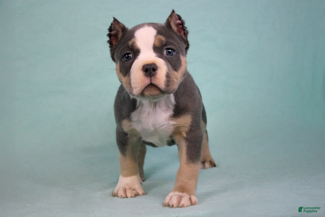 American Bully dogs for sale: Blue Tri Female - Ad 5