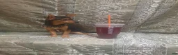 Chihuahua dogs for sale: KiKi ♡ - Ad 7