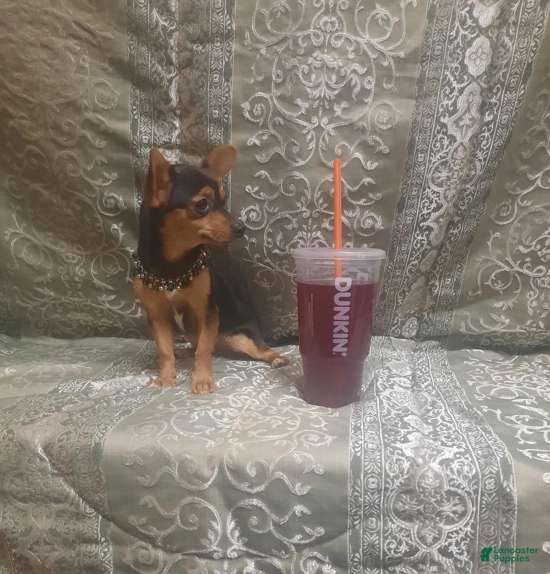 Chihuahua dogs for sale: KiKi ♡ - Ad 7
