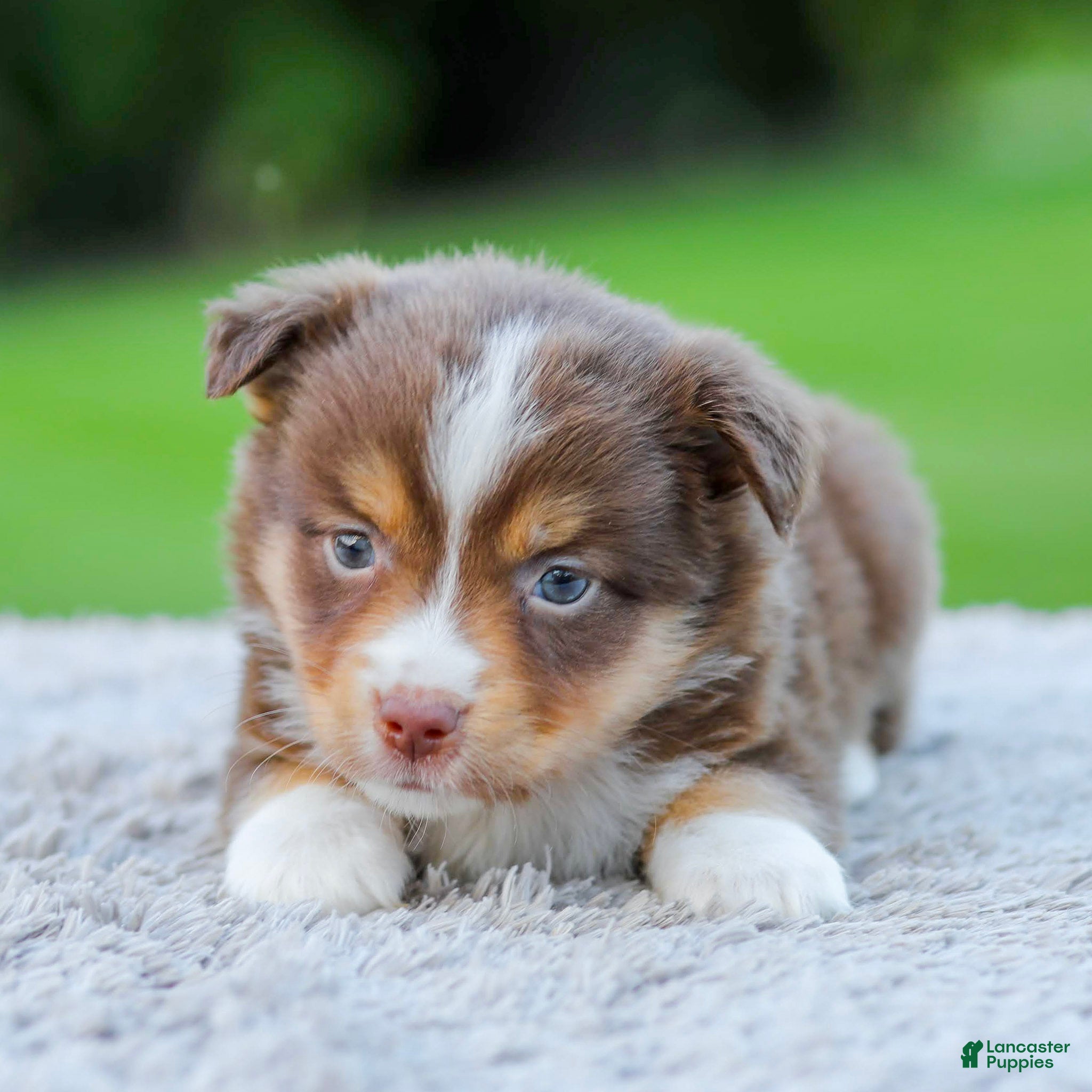 Miniature Australian Shepherd dogs Duke - Ad 1