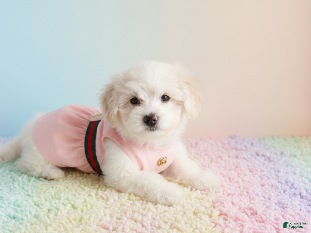 Maltipoo dogs ANGEL - Ad 14