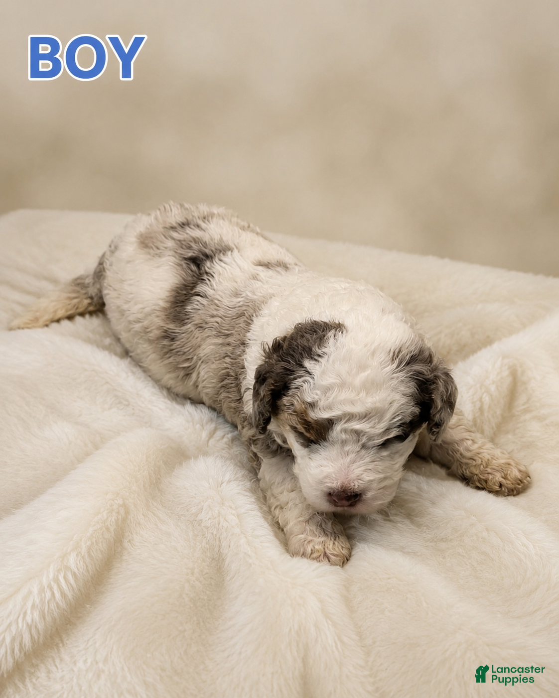 Mini Bernedoodle dogs Mini Bernedoodle 1 - Ad 32