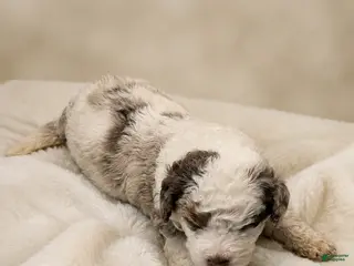 Mini Bernedoodle dogs Mini Bernedoodle 1 - Ad 25