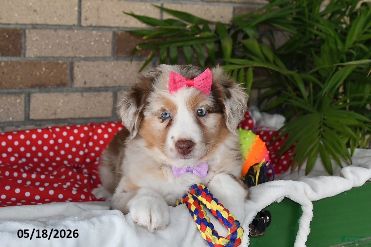 Australian Shepherd dogs Flossie - Ad 2