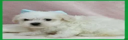 Maltipoo dogs for sale: Max - Ad 3