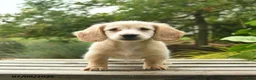 Miniature Dachshund dogs for sale: Milo  - Ad 2