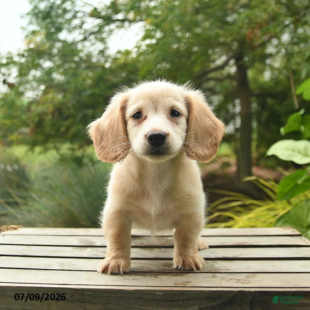 Miniature Dachshund dogs for sale: Milo  - Ad 2