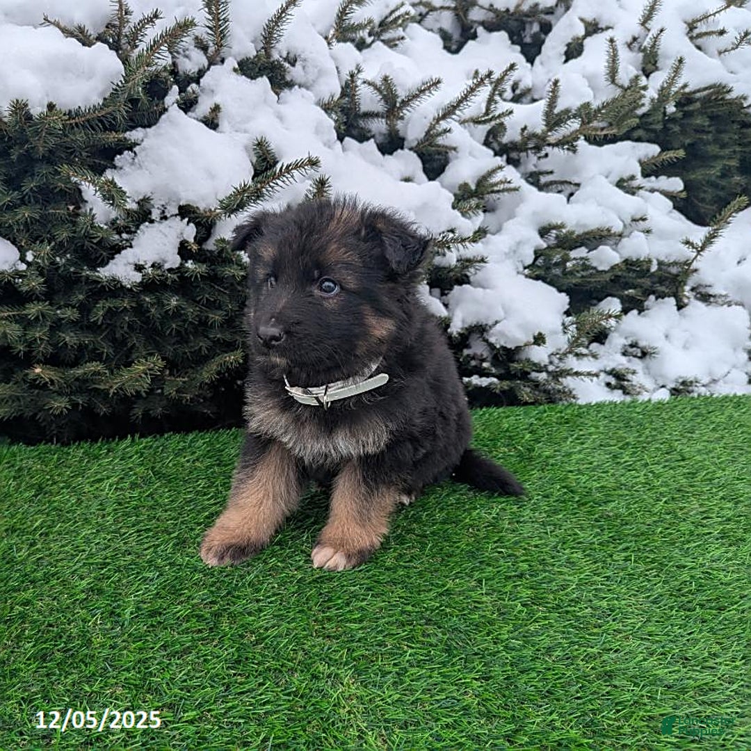 German Shepherd dogs for sale: Condo  - Ad 4