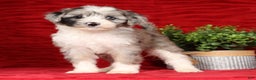 Mini Sheepadoodle dogs for sale: Roscoe - Ad 1