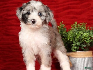 Mixed Breed dogs Roscoe - Ad 20