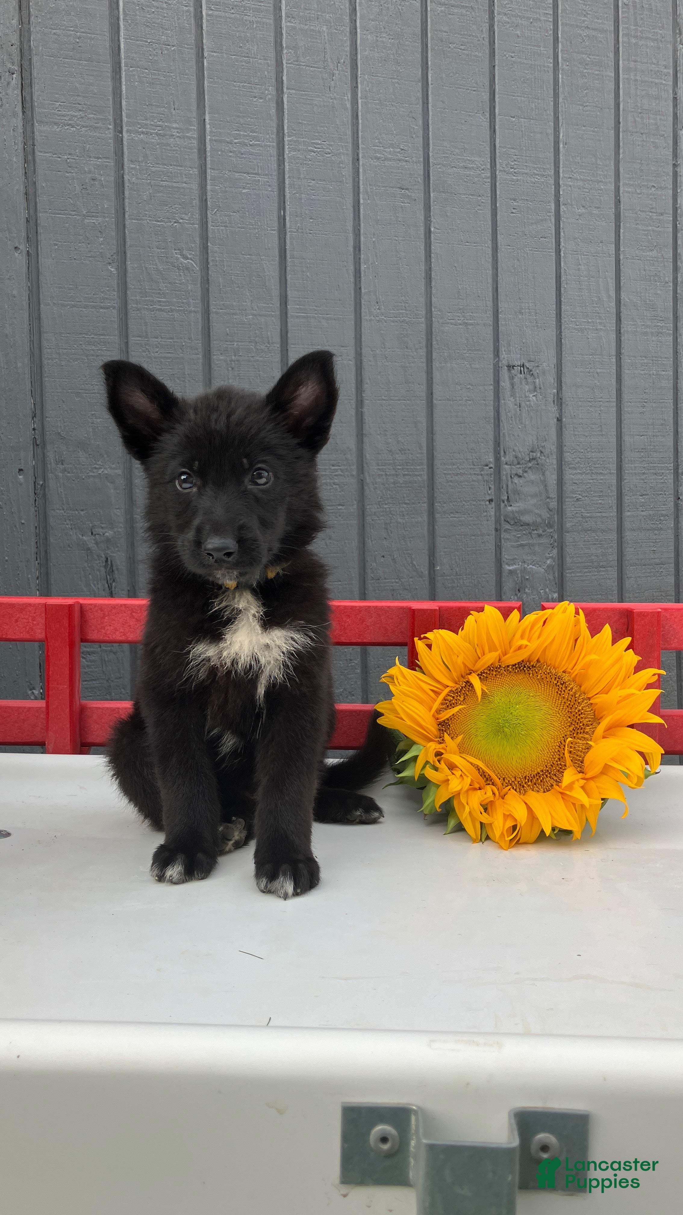 German Shepherd dogs Pixy - Ad 1