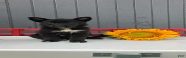 Pixy