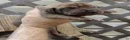 Great Dane dogs for sale: Great Dane 2 - Ad 3
