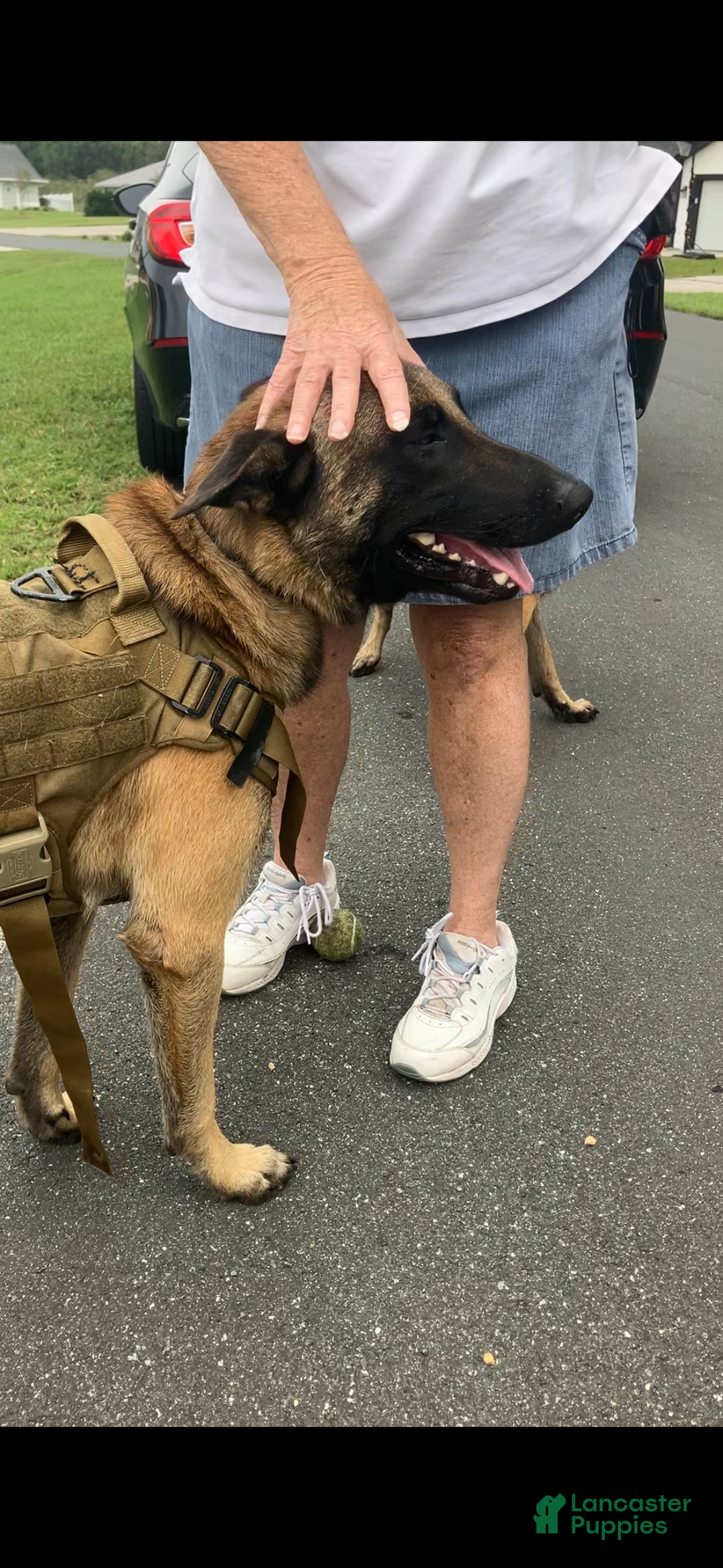 Belgian Malinois dogs for sale: Belgian Malinois male  - Ad 5