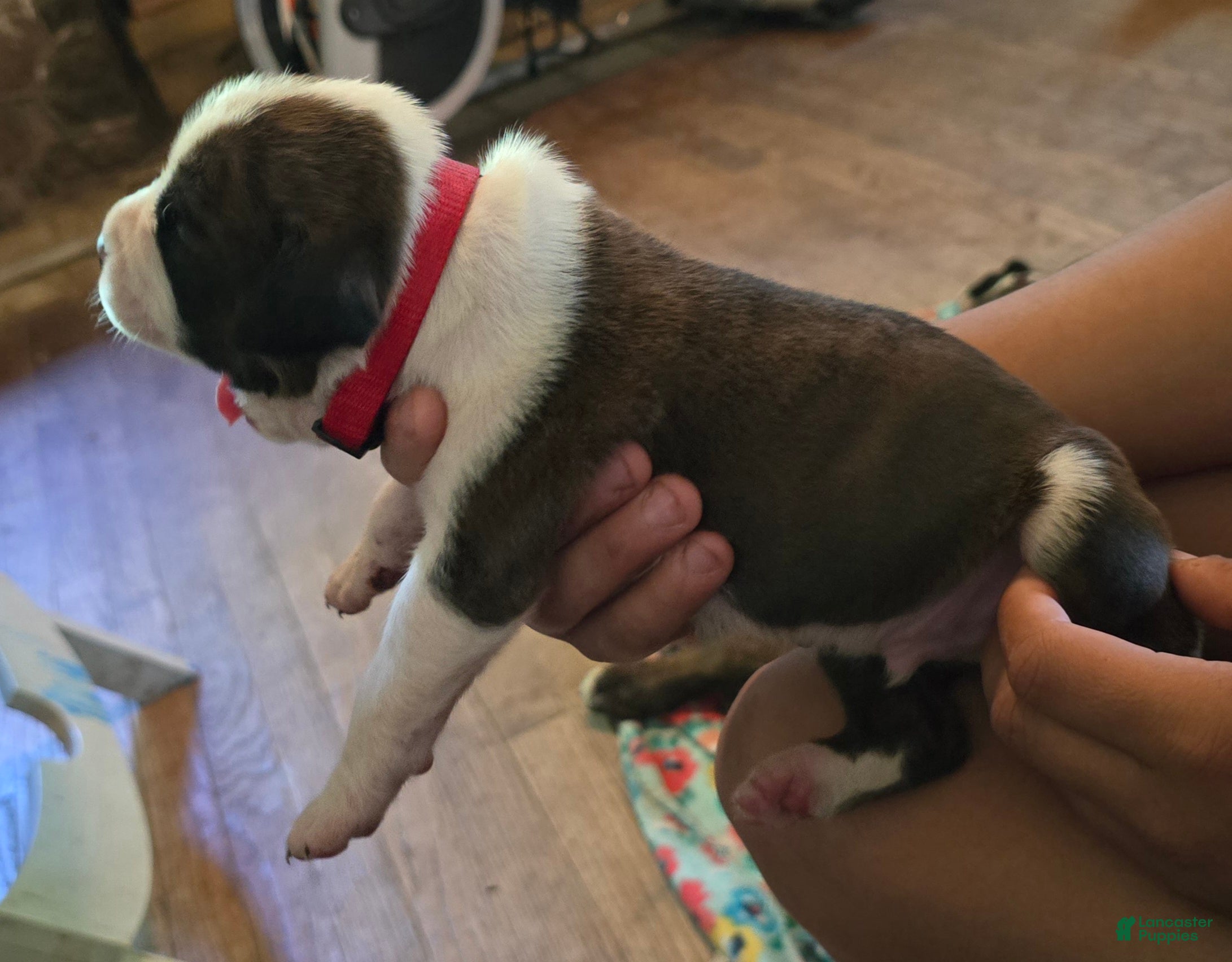 Boxer dogs Boxer Puppy 1 - Ad 2