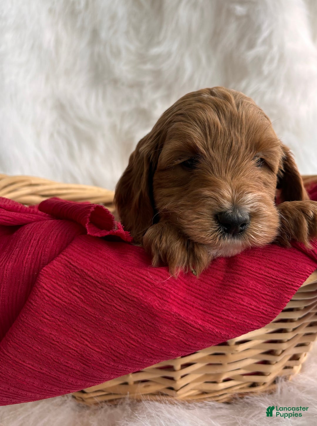 Mixed Breed dogs for sale: Mini Claus  - Ad 2