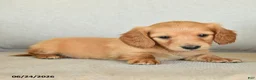 Dachshund dogs for sale: Callie - Ad 3