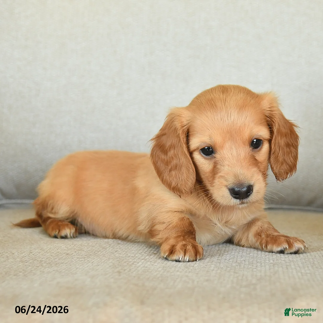 Dachshund dogs for sale: Callie - Ad 3
