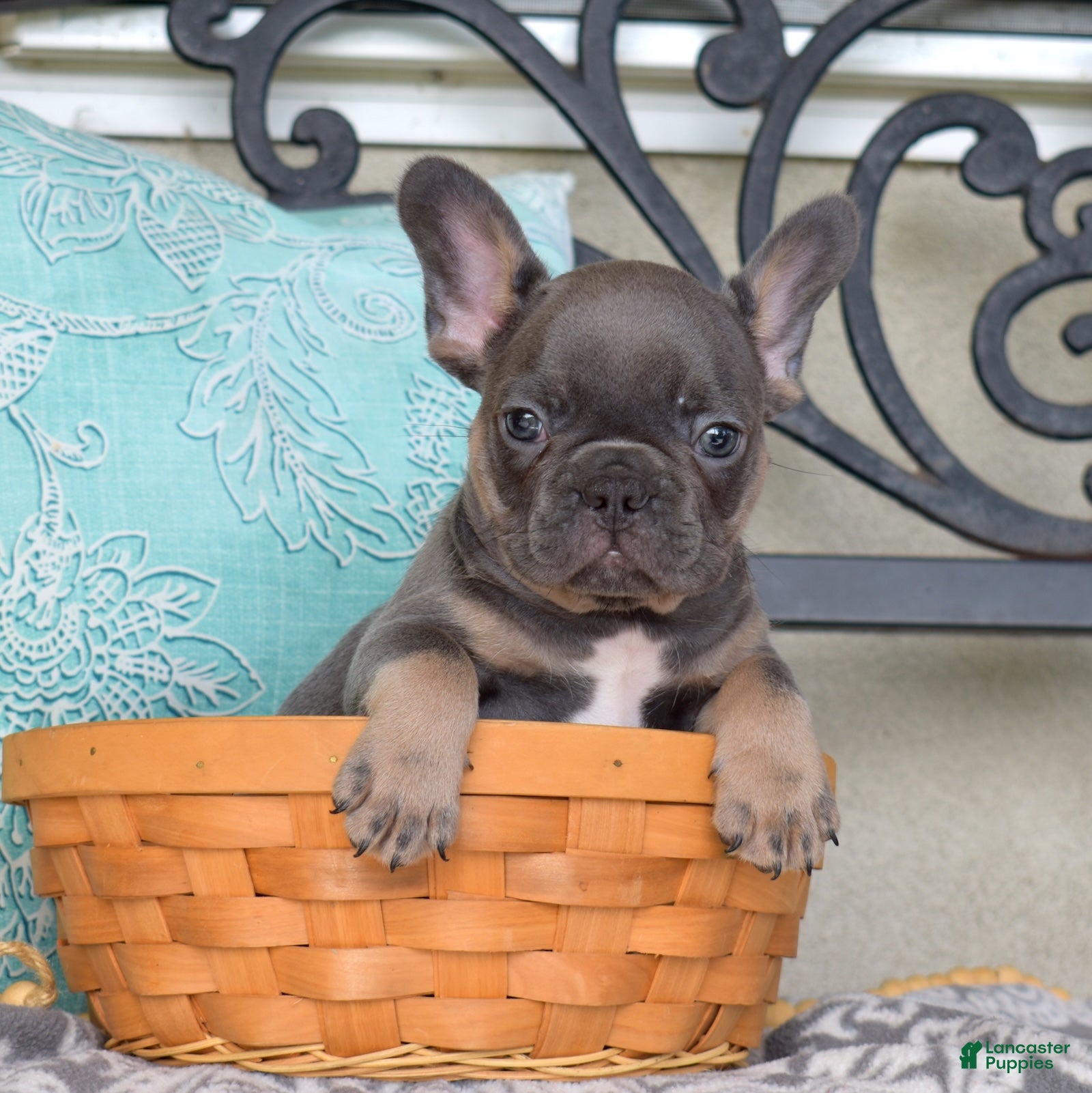 French Bulldog dogs Bruce  - Ad 2