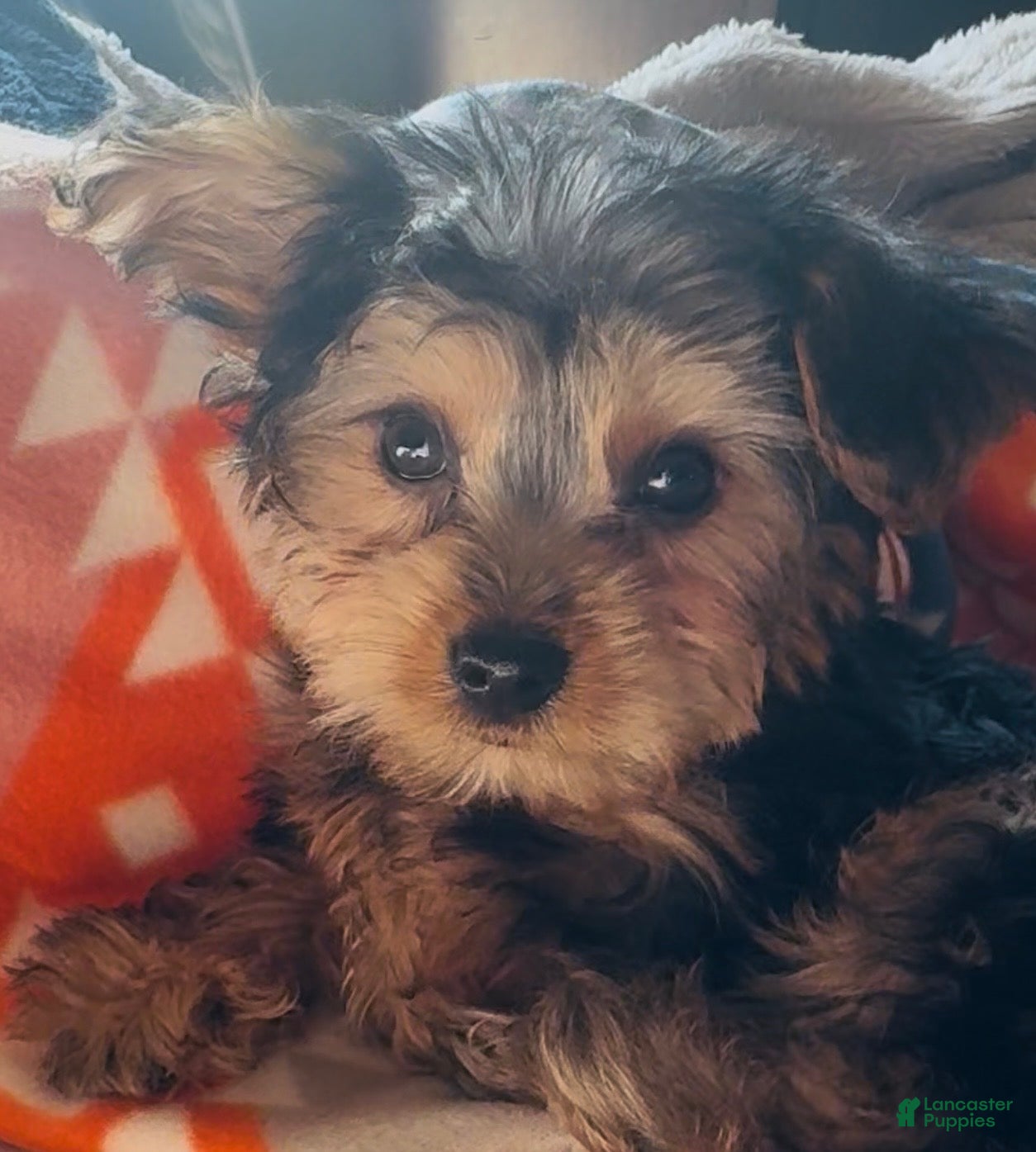 Yorkshire Terrier dogs Yorkshire Terrier  - Ad 24