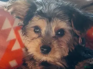 Yorkshire Terrier dogs Yorkshire Terrier - Ad 24