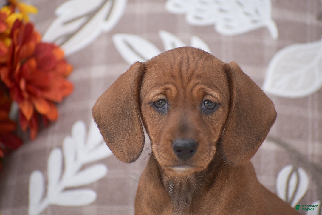 Miniature Dachshund dogs for sale: Flopsy - Ad 5