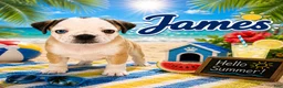 Pug dogs for sale: James - Ad 1