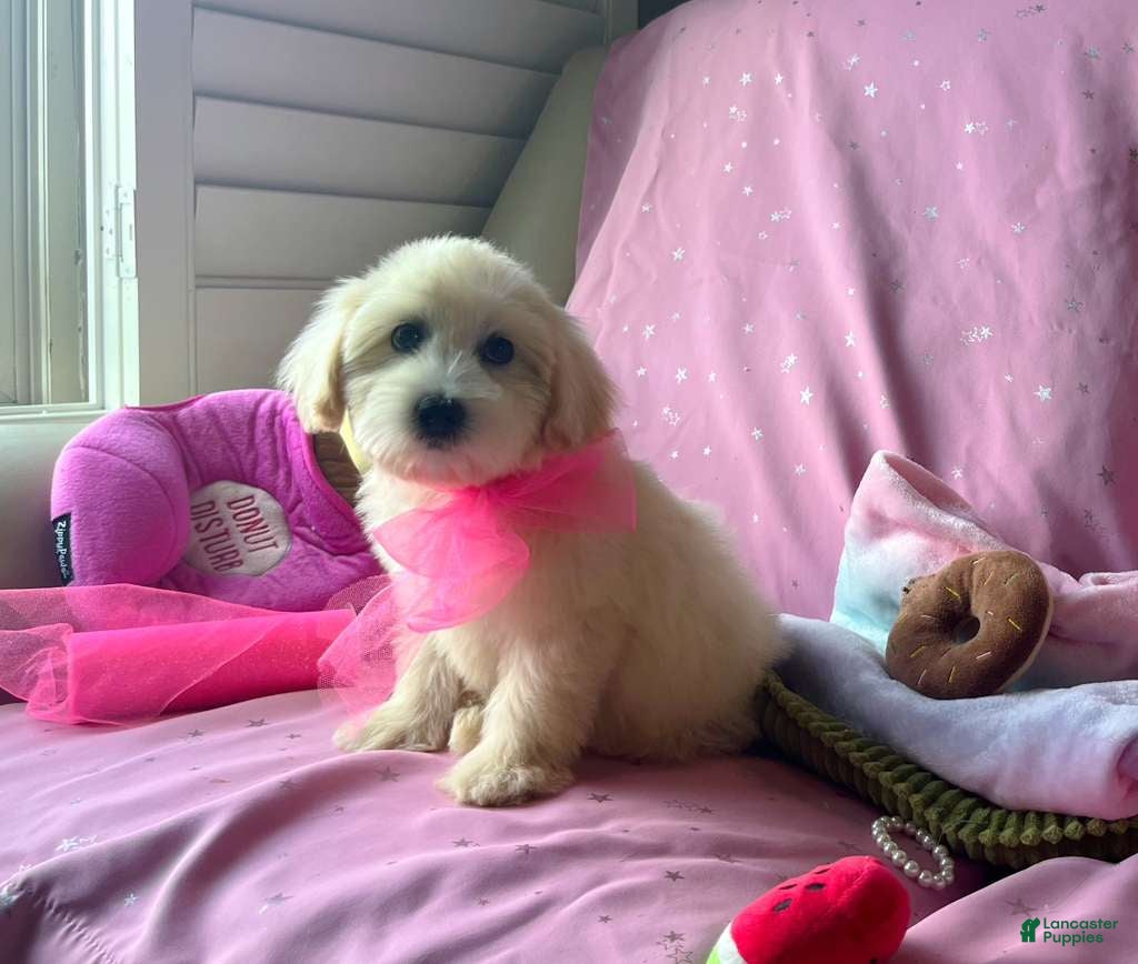 Maltipoo dogs Coco Channel - Ad 2