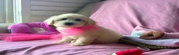 Maltipoo dogs for sale: Coco Channel - Ad 2