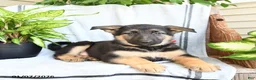 German Shepherd dogs for sale: Nina - Ad 10