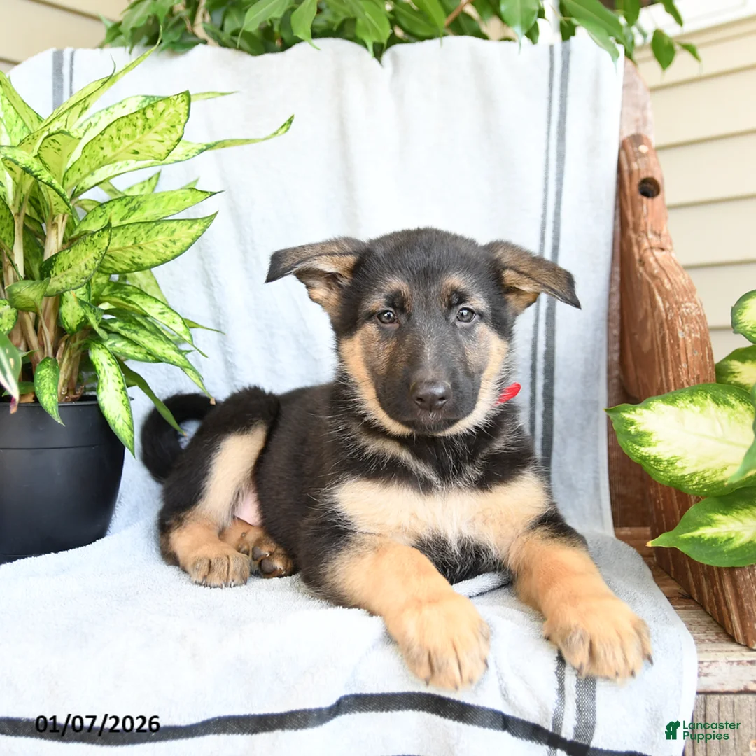 German Shepherd dogs for sale: Nina - Ad 10