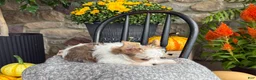 Yorkshire Terrier dogs for sale: Timmy - Ad 12